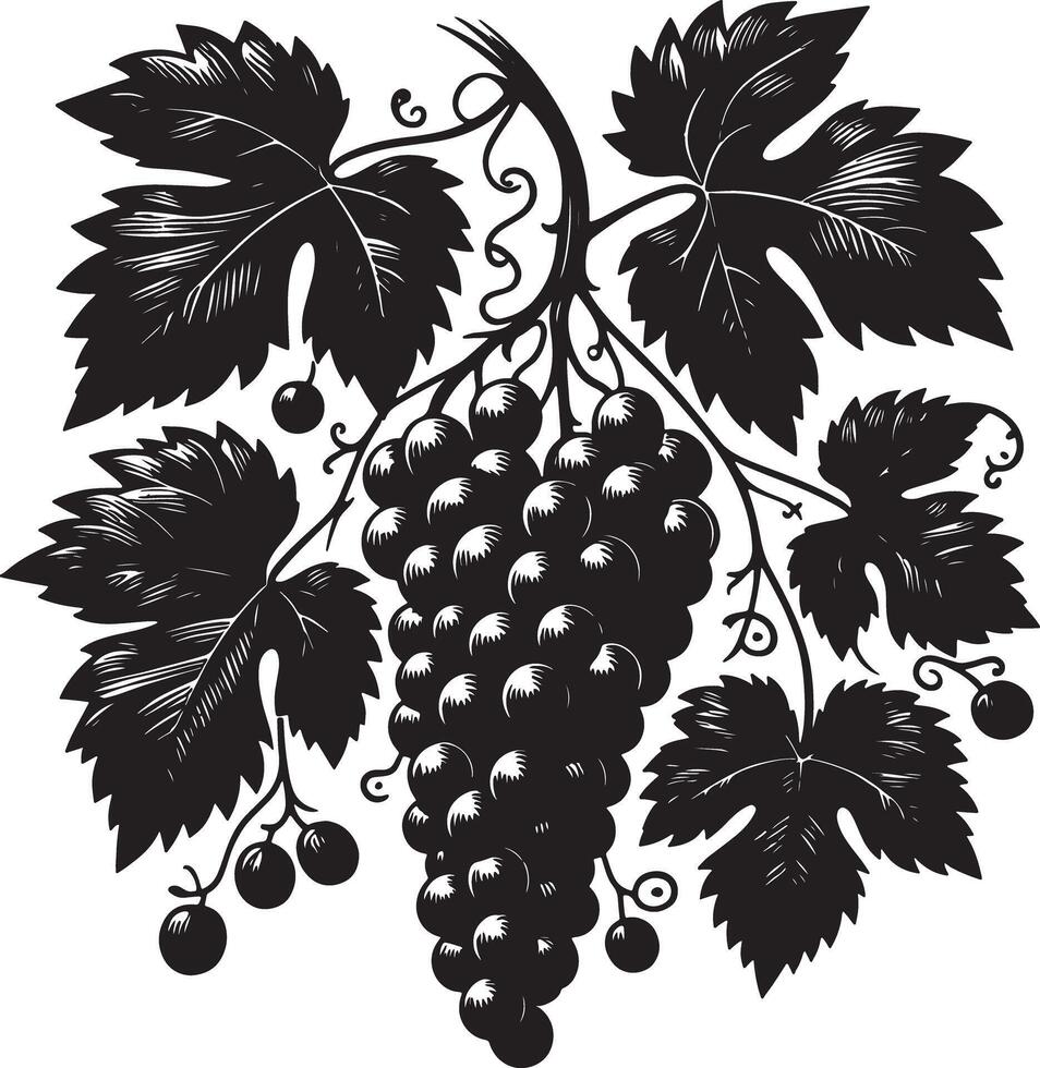 A monochrome illustration of a grape vine with leaves and a bunch of grapes hanging vector
