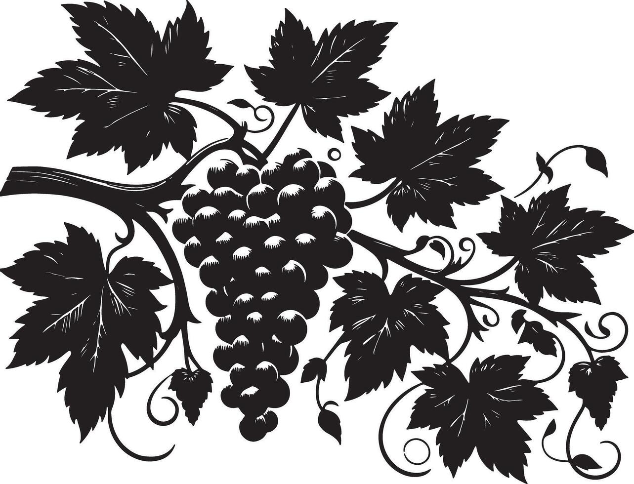 Illustration of a bunch of grapes hanging from a vine with leaves in black and white vector