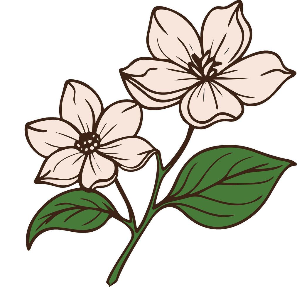 dogwood flowers floral design blossom branch leaves petals spring illustration vector