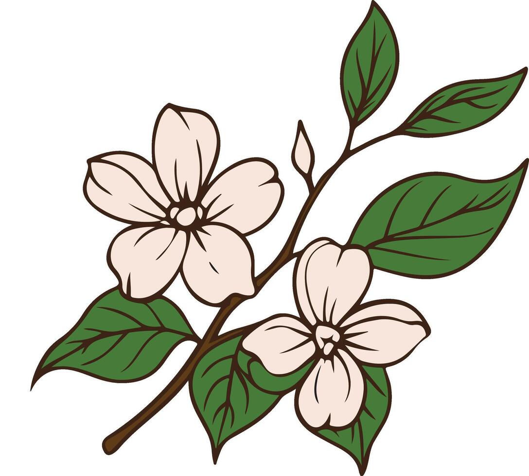 dogwood flowers floral blossom branch leaves petals spring illustration design vector