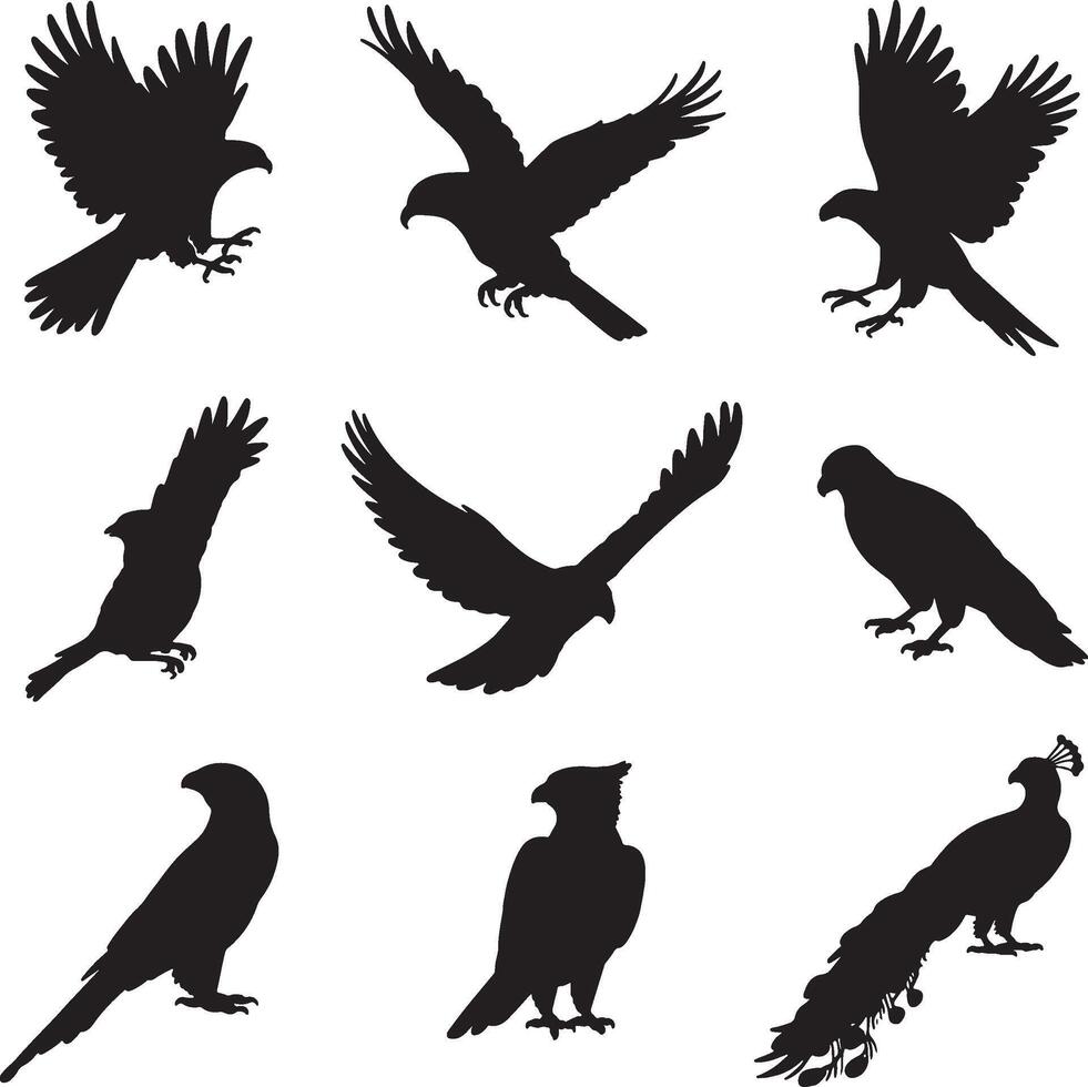 Collection of bird silhouettes eagles falcons parrot and peacock in flight and standing vector