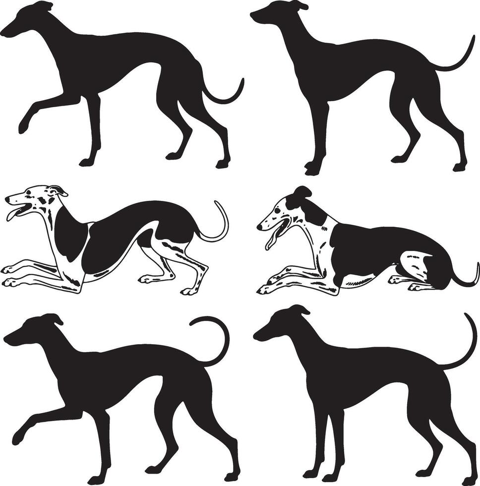 Elegant greyhound silhouettes various poses canine art vector
