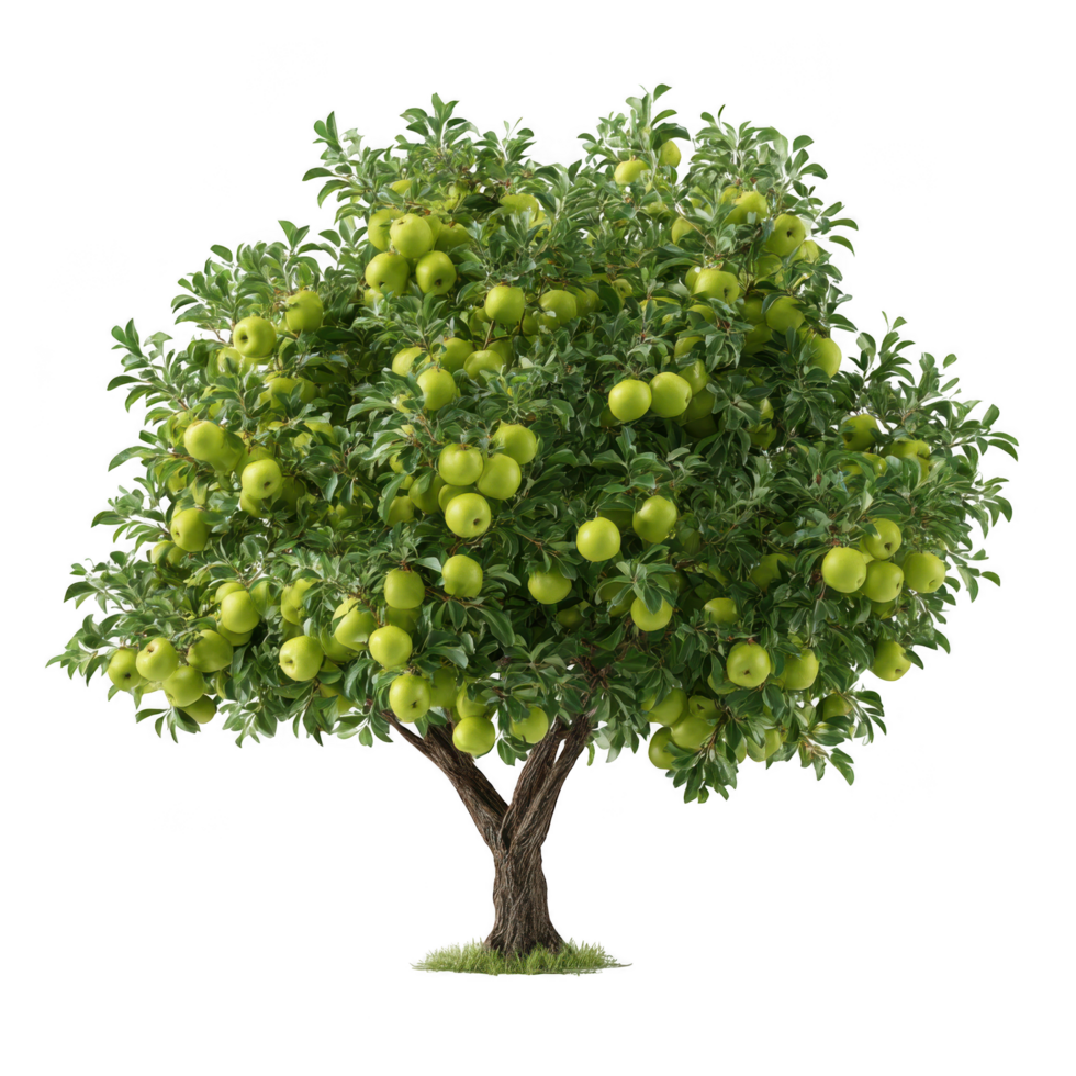 Lush green apple tree filled with ripe green apples, symbolizing abundance and healthy farming practices. This vibrant tree represents pesticide free orchard, promoting safe and sustainable png