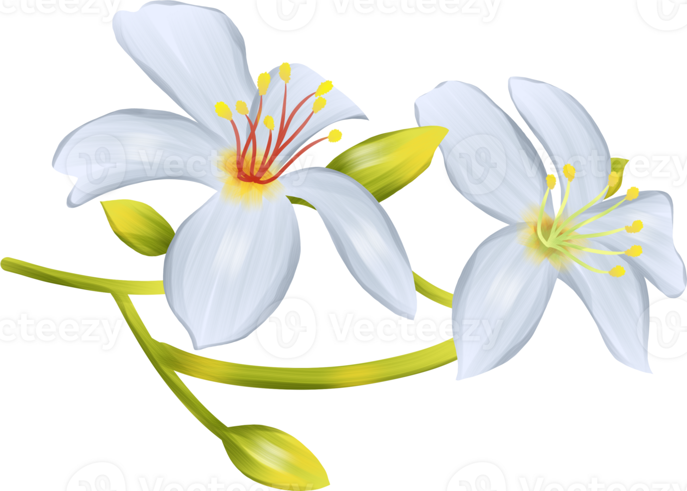 Tung blossom flower png