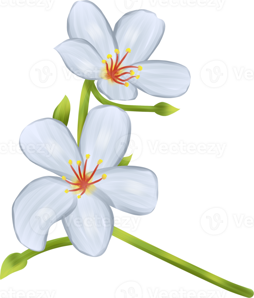 Beautiful Tung blossom flower illustration design png