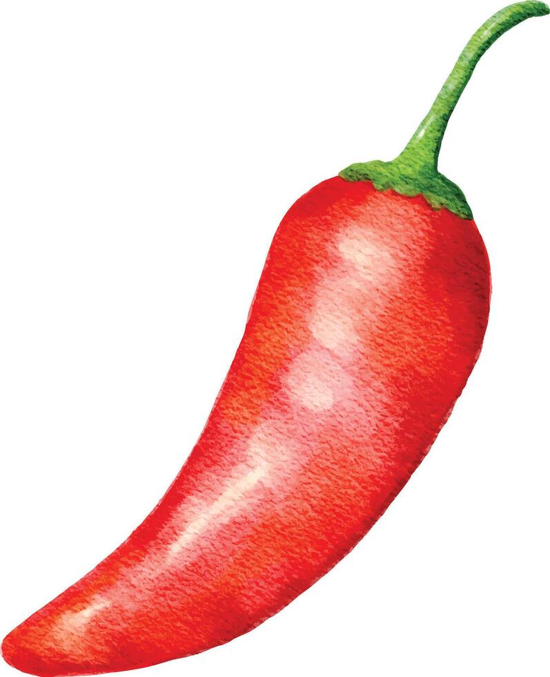 fresh red chili watercolor illustration isolated on white vector