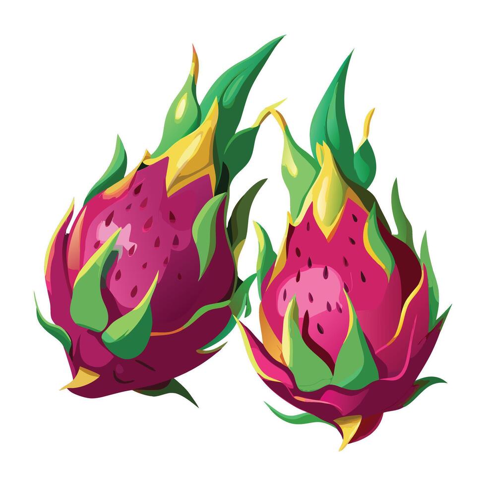 two dragon fruit on a white background vector