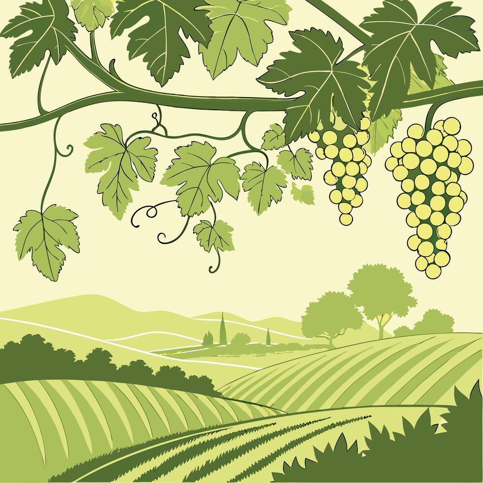 grapes on vineyard illustration vector