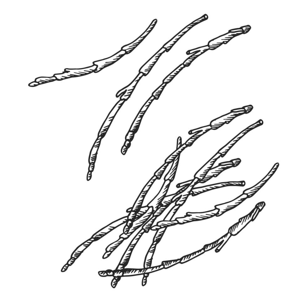 Salicornia or sea asparagus engraved sketch on isolated background. Botanical illustration of edible herbaceous shoots for sign, logo, label, menu, card. Food, succulent plant, vegetarian vector