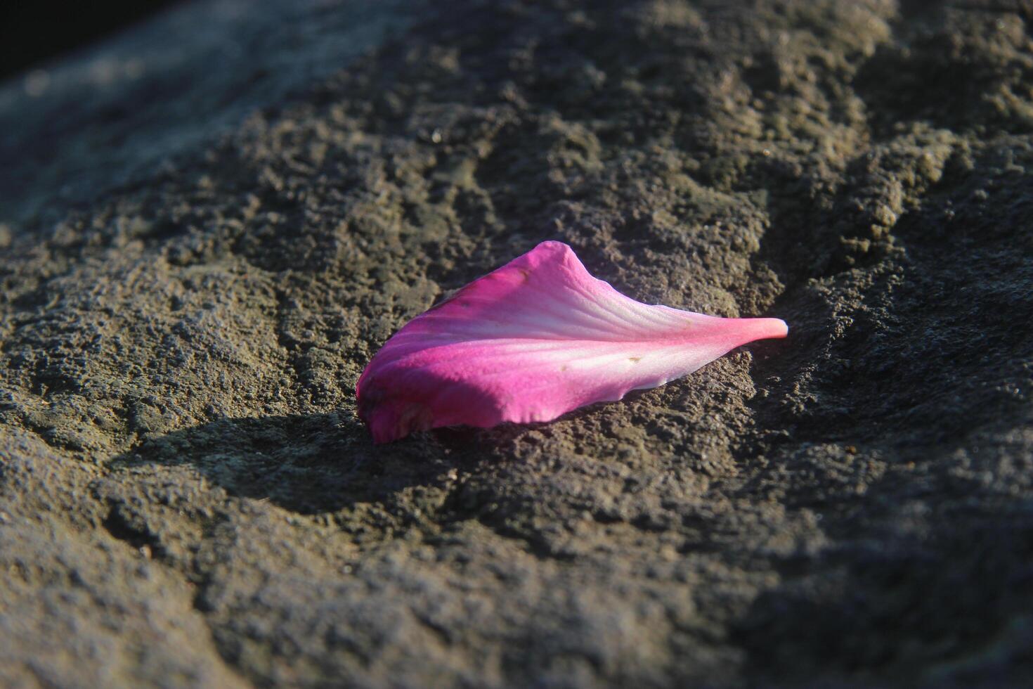 a pink flower laying on a rock photo