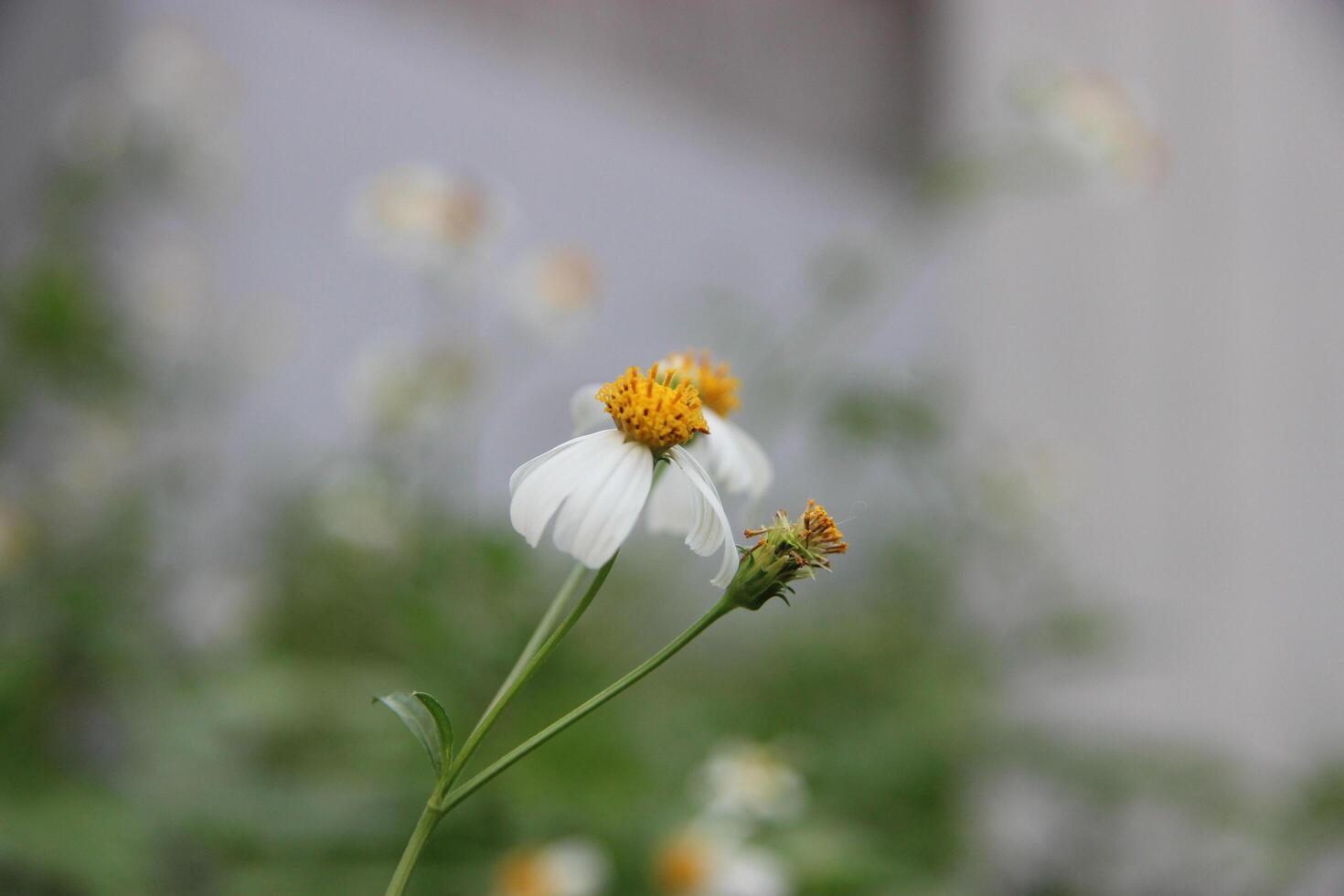 a white flower with yellow centers is in the middle of a field photo