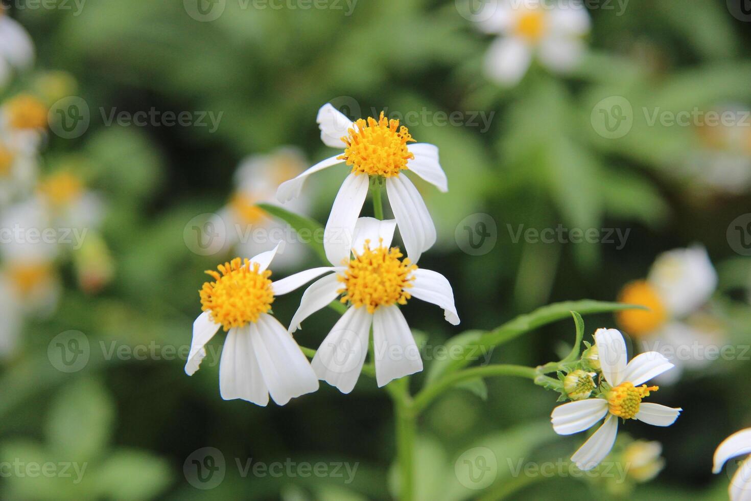 white flowers with yellow centers are growing in the grass photo