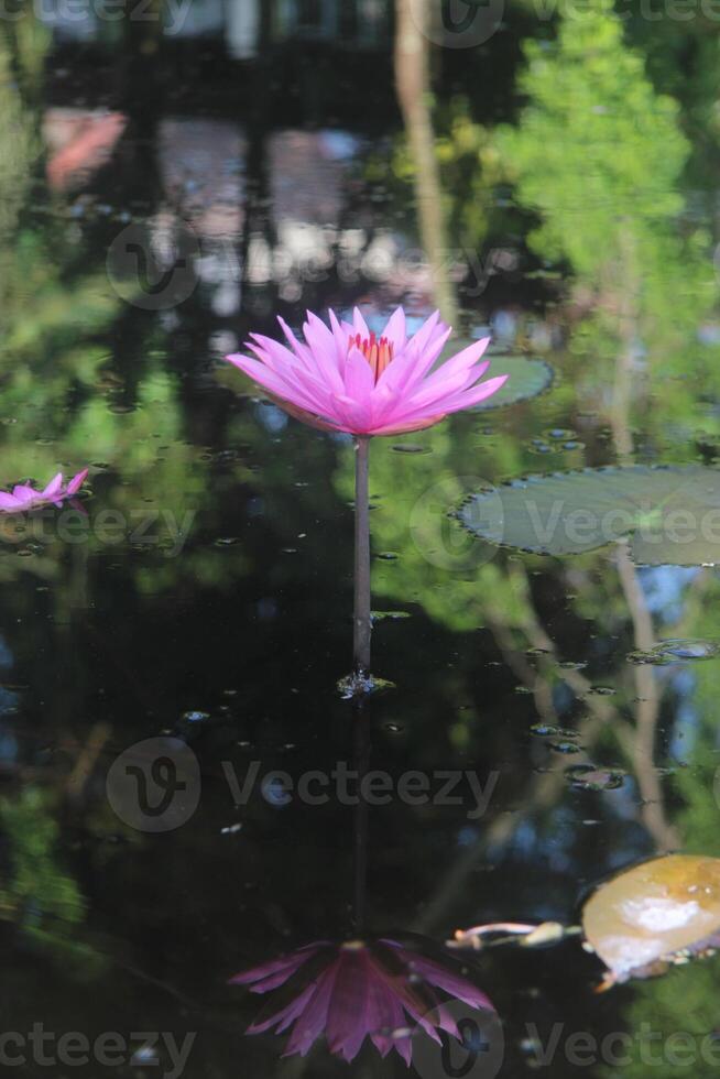a pink lotus flower in a pond with water lilies photo
