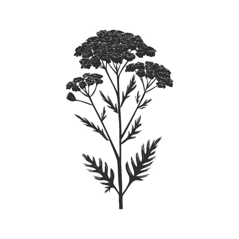 Yarrow Plant Silhouette Illustration. Botanical Elegance And Natural Beauty Isolated Illustration vector