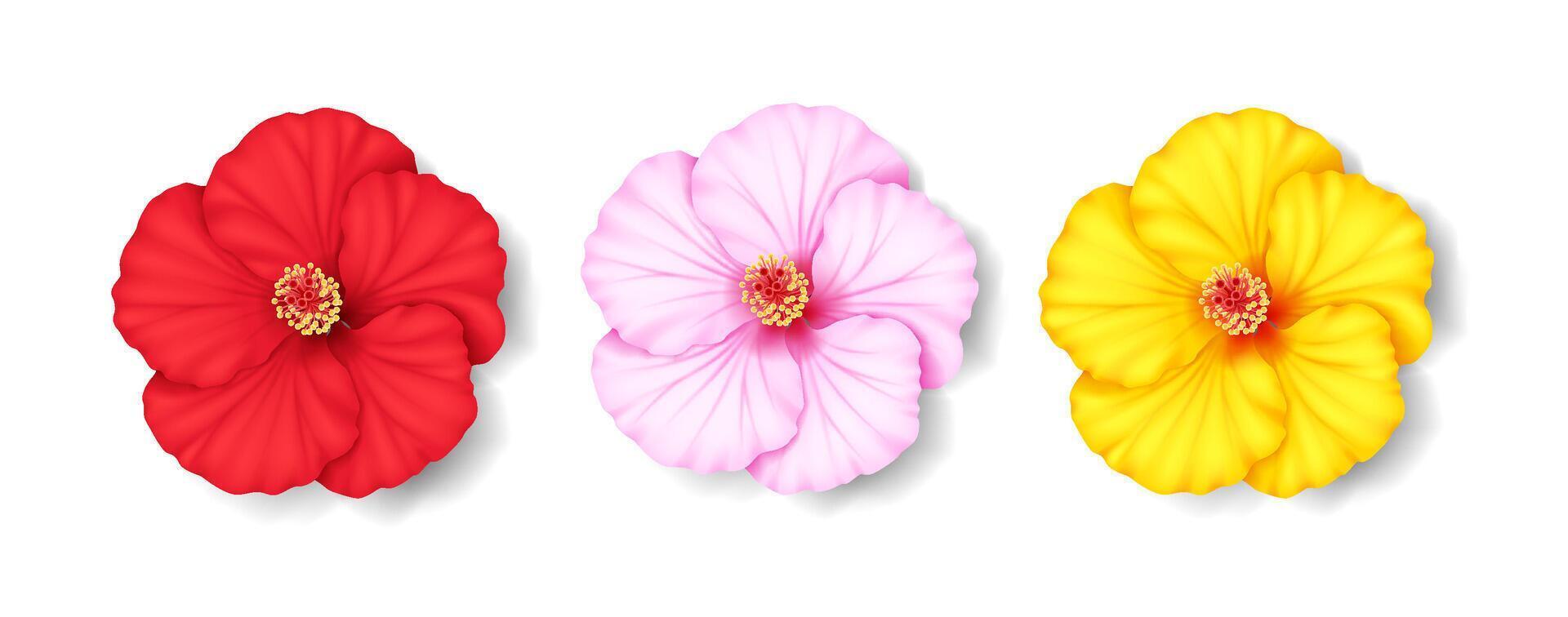 Realistic illustration of three hibiscus flowers in red, pink, and yellow shades. Detailed petals with vivid colors create a striking visual against a white background. vector
