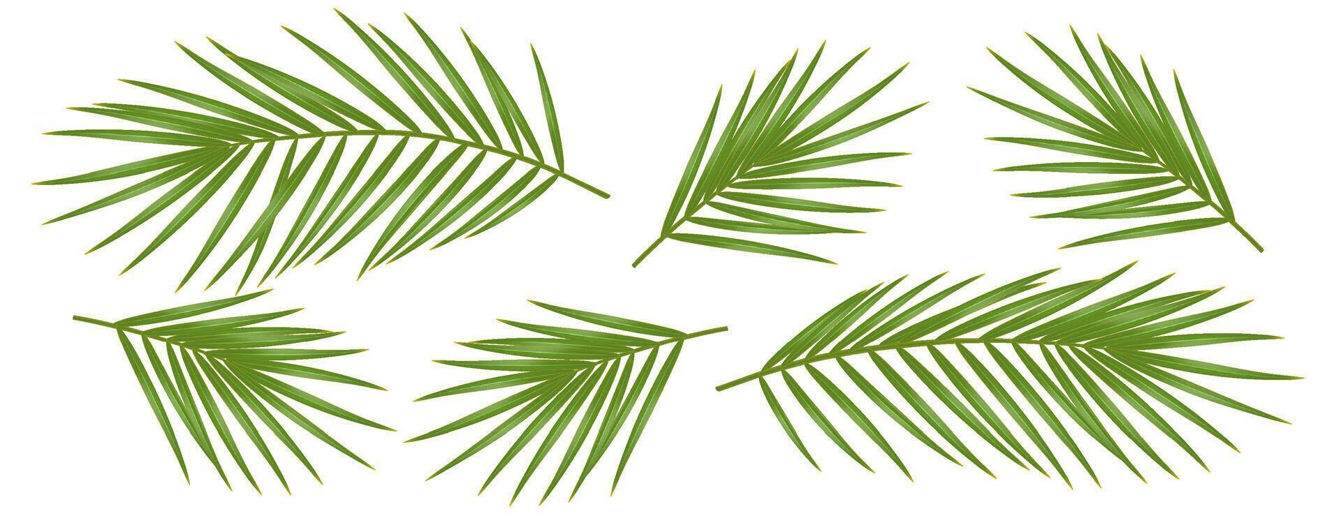 Realistic illustration of green palm leaves in various arrangements. Perfect for tropical design projects or backgrounds requiring a natural touch, isolated on white. vector