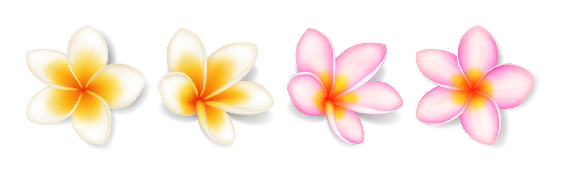 Realistic illustration of vibrant plumeria flowers with soft gradients. Displayed on a white background. Ideal for natural beauty themes and tropical designs. vector