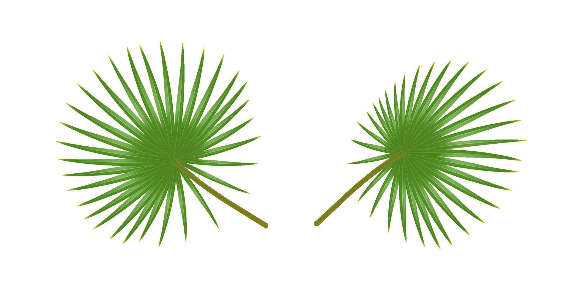 Two green palm leaves in realistic style against a white background. These tropical leaves symbolize nature and summer, perfect for design projects or decor. vector