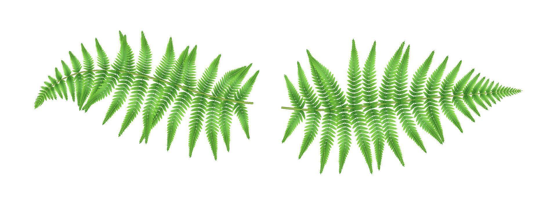 Bright green fern leaves with detailed fronds displayed against a clean, white background. The vibrant leaves create a fresh and natural impression. vector