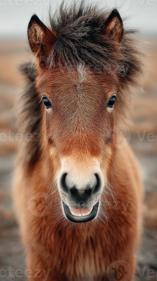 Miniature pony smiles warmly on a cloudy day at seaside location with sandy background photo