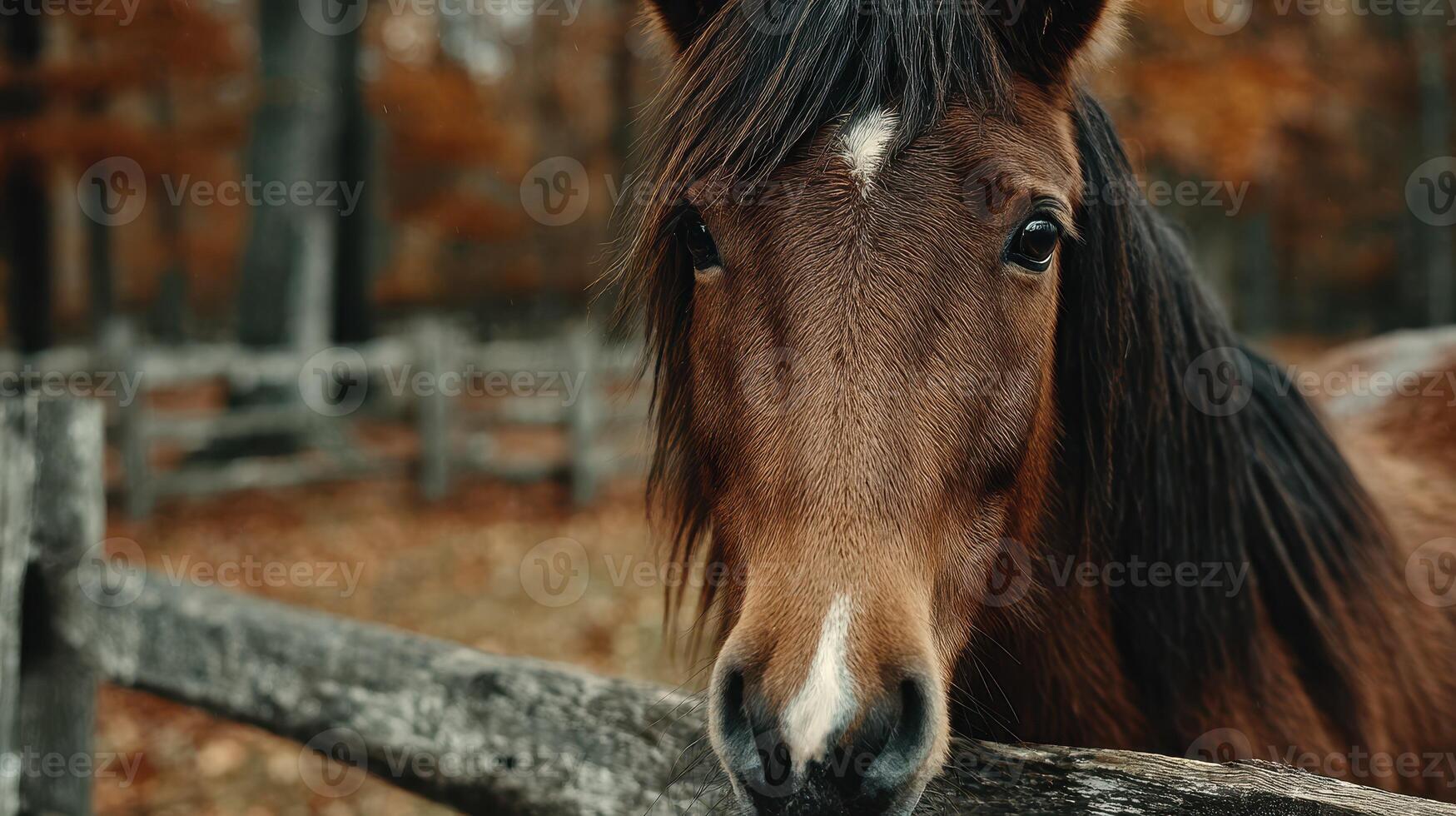 Beautiful brown horse standing near a wooden fence in an autumn landscape photo