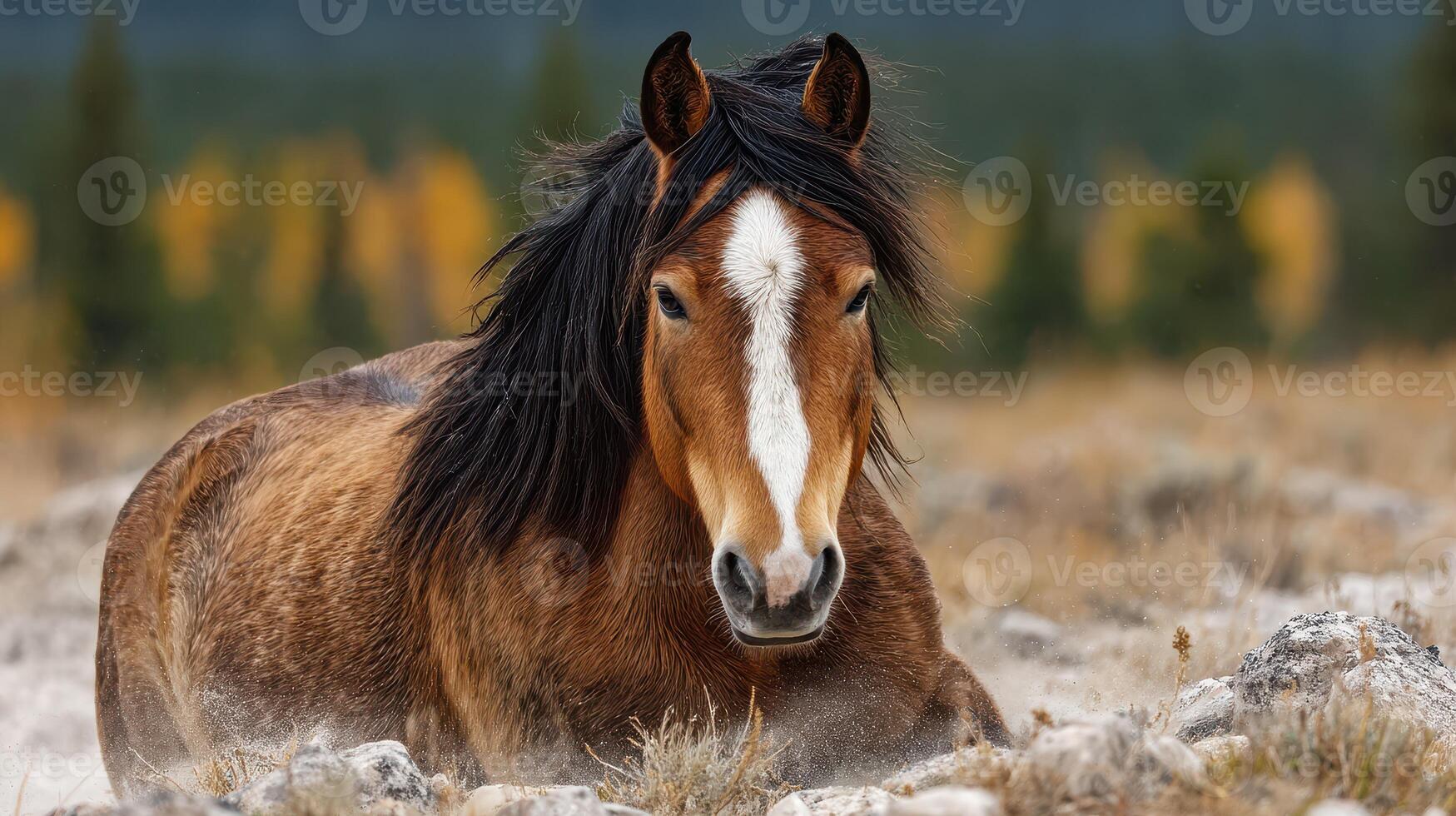 Wild horse resting on rocky terrain in a serene landscape during autumn twilight photo