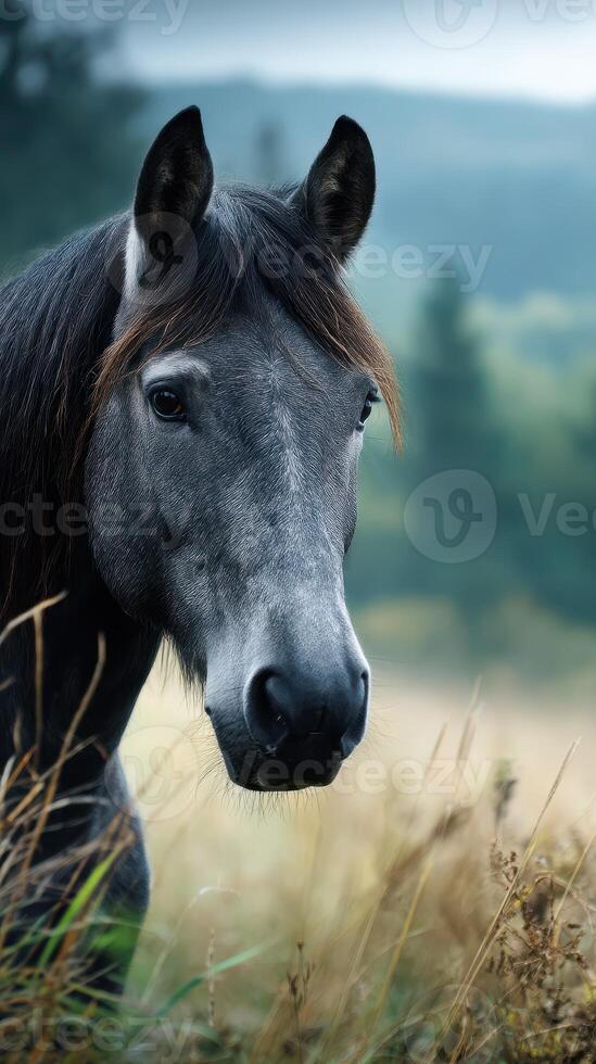 Gray horse standing in a field against a soft, blurred background of trees and hills during the early morning light photo