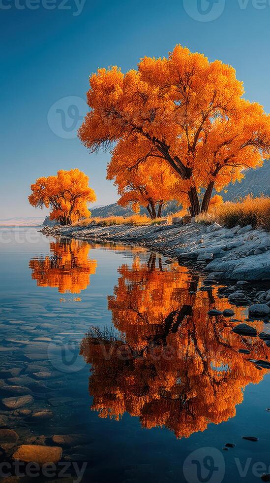 Autumn trees reflect in calm water under blue sky at lakeside location during golden hour photo