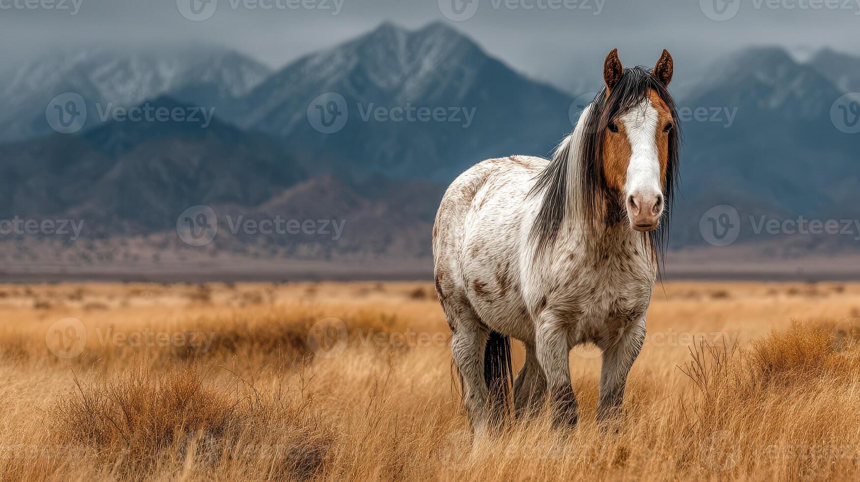Wild horse stands in a golden meadow with snow-capped mountains in the background during a cloudy day photo