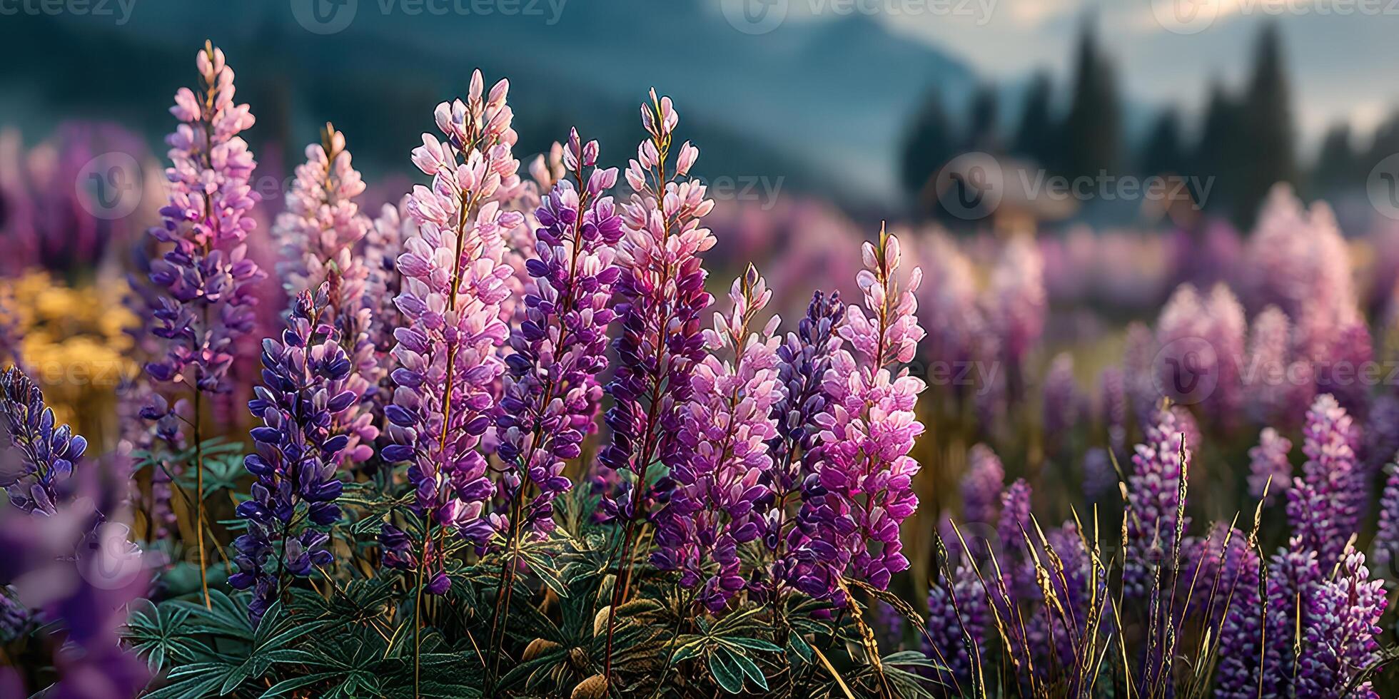 Vibrant purple lupine flowers bloom in a serene valley surrounded by mountains at sunset photo