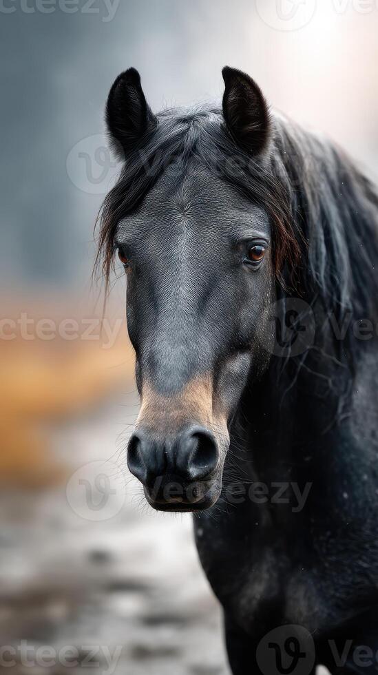 Majestic black horse stands proudly in serene natural setting during early morning light photo