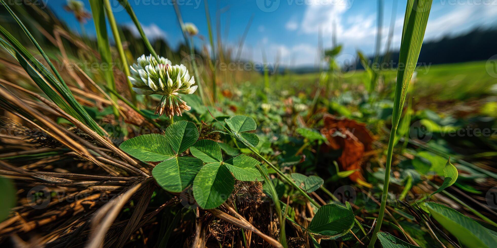 Clover and wildflowers bloom under a bright sky in a lush field during the daytime photo