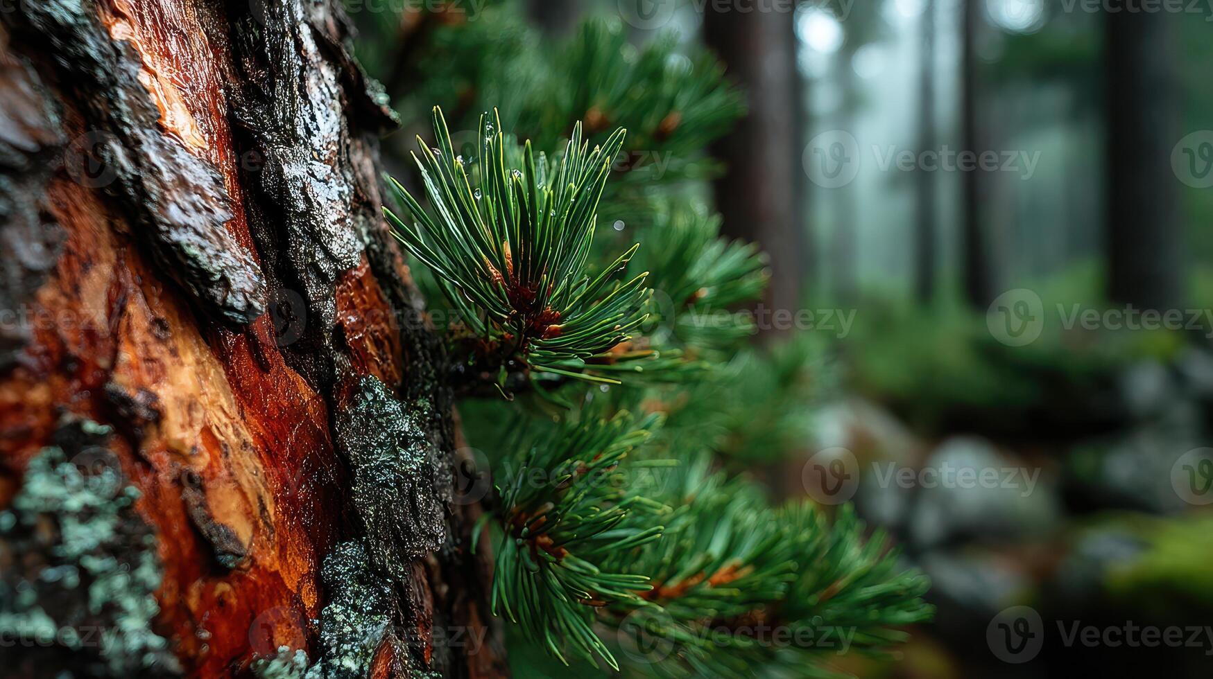 Pine needles glisten with raindrops on a tree trunk in a misty forest environment photo