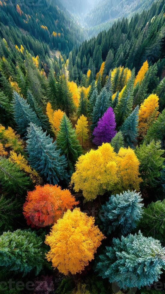 Vibrant autumn forest showcasing a mix of colorful foliage in a serene mountainous landscape photo