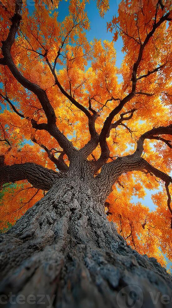 Vibrant autumn tree stands tall against a clear blue sky, showcasing colorful foliage in the heart of fall photo