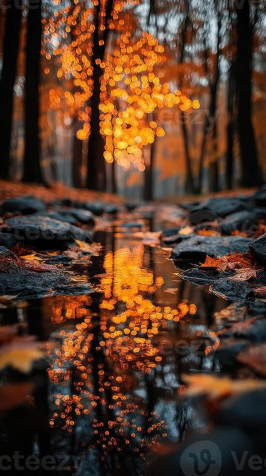 Reflections of autumn colors in a quiet forest stream during golden hour photo