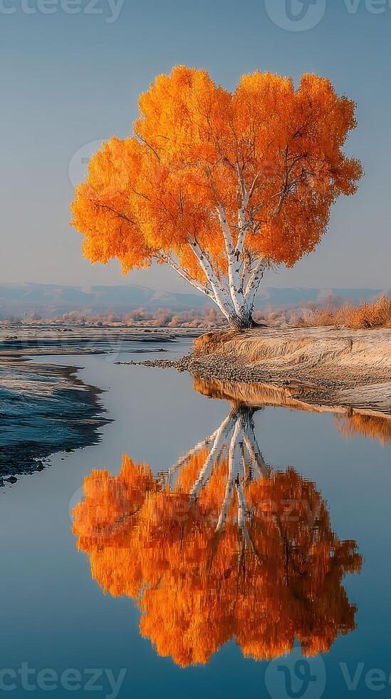 Vibrant autumn tree reflects in calm water at a serene riverside location in early morning light photo