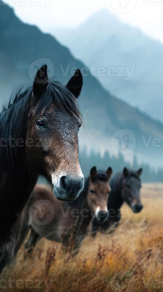 Three wild horses standing in a misty meadow surrounded by mountains during early morning light photo