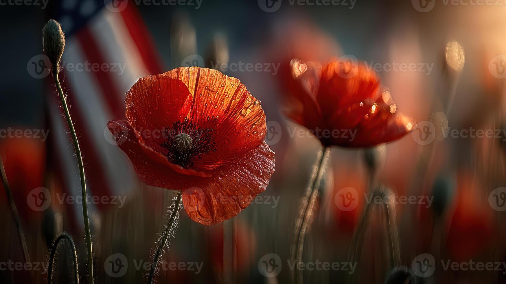 Vibrant poppies illuminated by sunlight with an American flag in the background during a serene morning photo