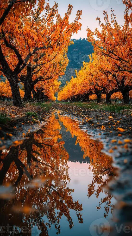 Vibrant autumn orchard with orange trees and a reflective puddle along a dirt path surrounded by mountains at dusk photo