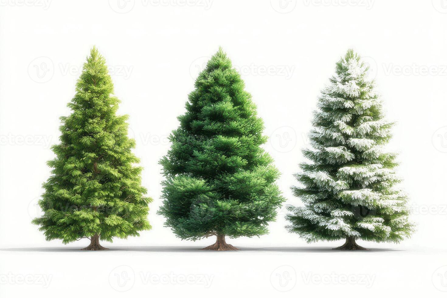 Three distinct evergreen trees showcasing seasonal changes in color and style against a plain white background photo