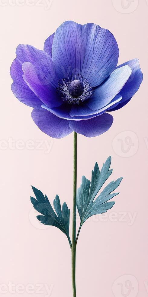 Beautiful purple anemone flower with delicate petals and green leaves stands against a soft pink background photo