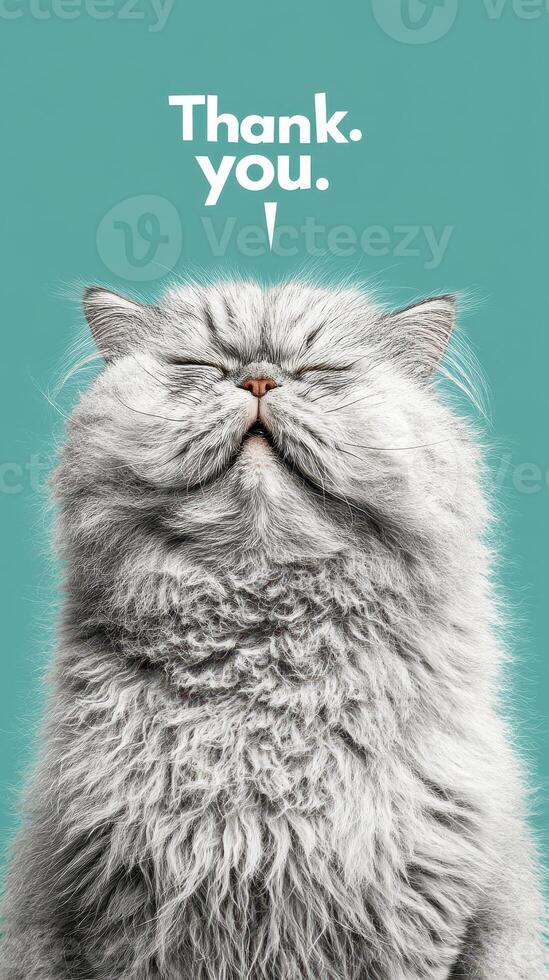 Fluffy gray cat with eyes closed expressing gratitude against a solid teal background photo