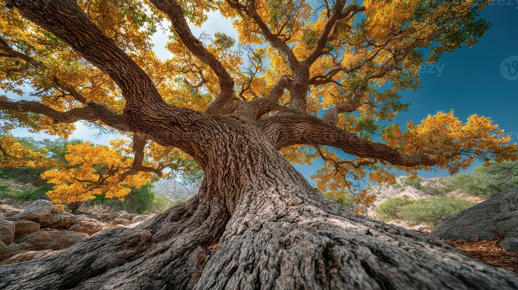 Ancient oak tree stands strong under a clear blue sky, showcasing vibrant autumn leaves in a rocky landscape photo