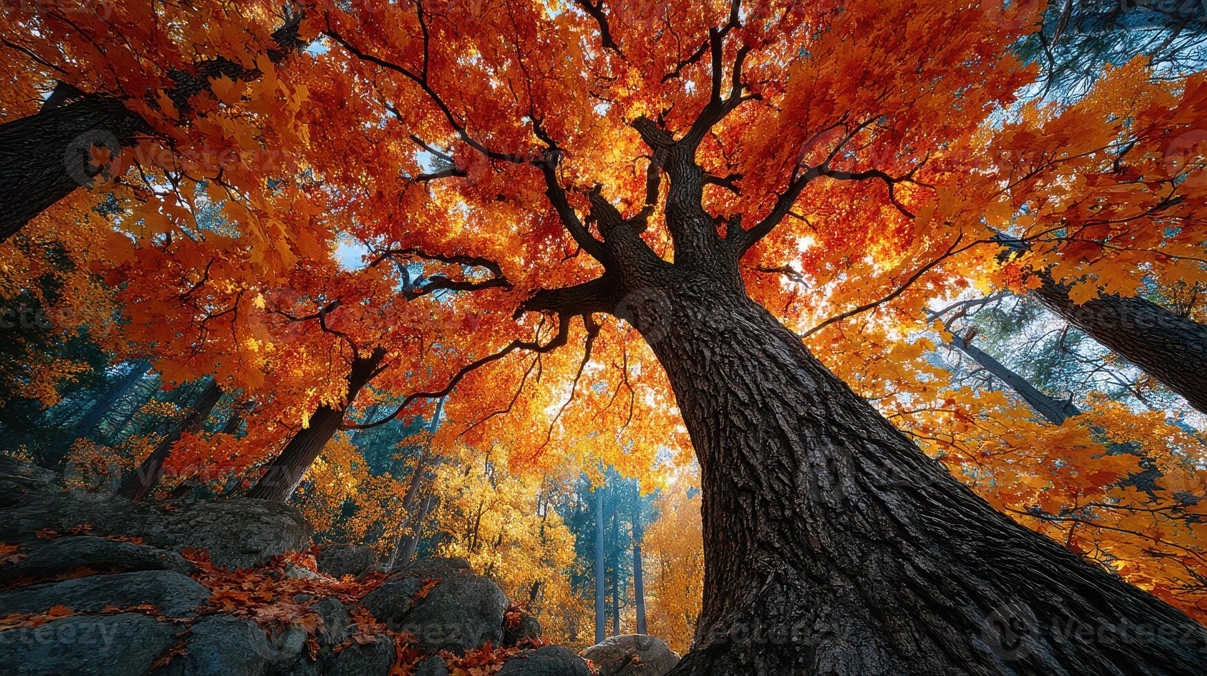 Majestic autumn tree with vibrant orange leaves in a serene forest during early morning light photo