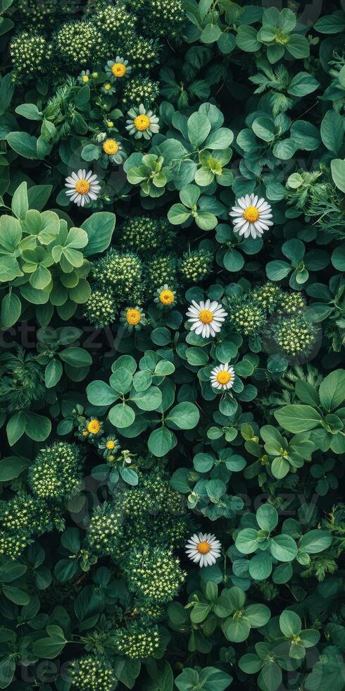 Lush greenery and wildflowers thrive in a vibrant garden during springtime photo