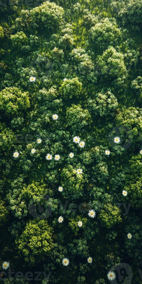 Lush green meadow filled with blooming wildflowers during a sunny day photo