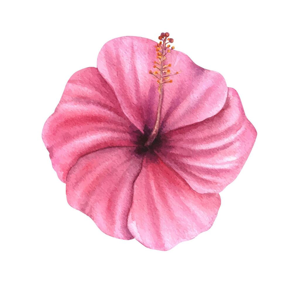 Single Chinese hibiscus or rosa sinensis watercolor illustration isolated background. Top view. Flower head for traditional Asian design, herbal product packaging, festive celebration material vector