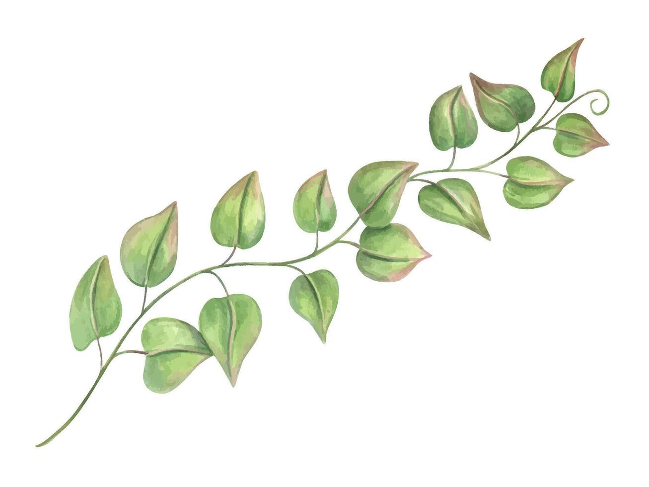 Delicate single vine branch with green leaves watercolor illustration isolated background. Climbing plant or bindweed. Floral element for botanical themes, wedding invitations, poster, label vector