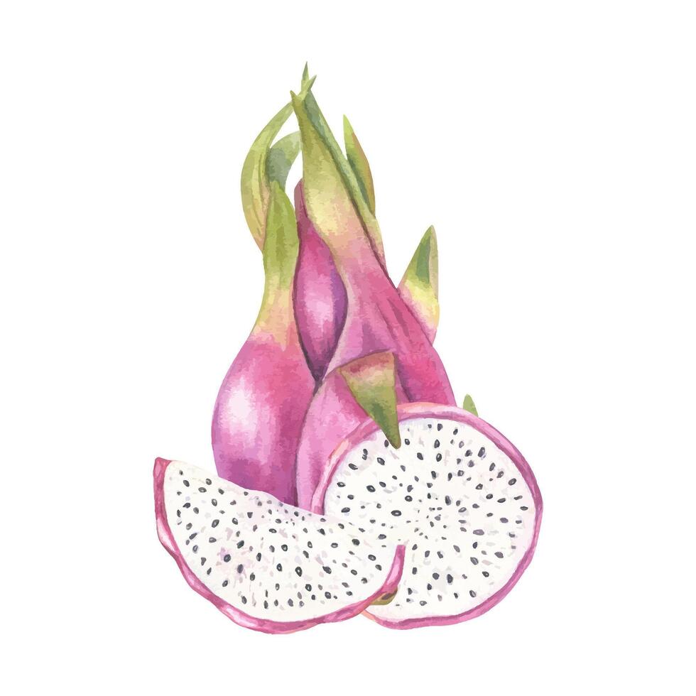 Pink whole pitaya and cross section slices with flesh, black seeds watercolor illustration isolated background. Dragon fruit cactus for healthy food packaging, juice labels, culinary content vector